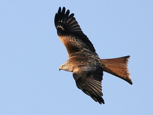 Rotmilane sind besonders häufig von Giftködern betroffen (© Thomas Kraft/Wikimedia Commons)