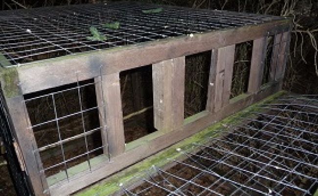 Habichtfalle mit seitlicher Leiteröffnung