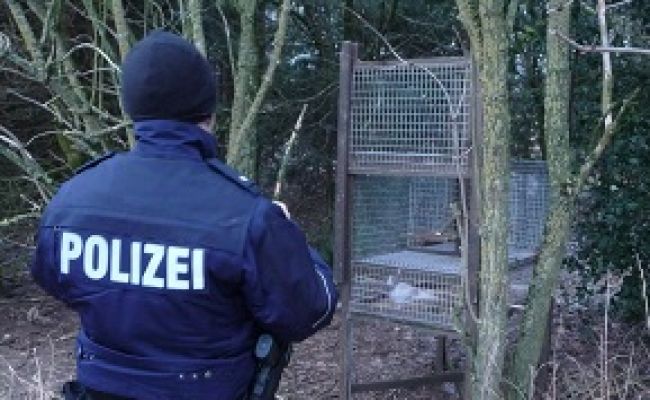 Habichtfalle mit seitlicher Falltür