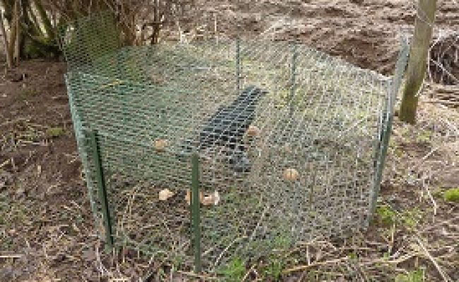 Typische Drahtfallen