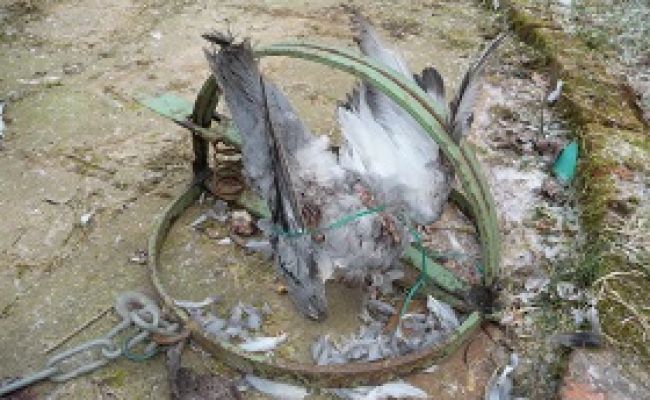 Tellereisen mit Ködertaube