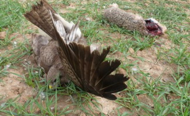 Typischer Gift-Tatort: Der noch lebende Busssard ist völlig verkrampft, daneben ein Feldhase als Köder