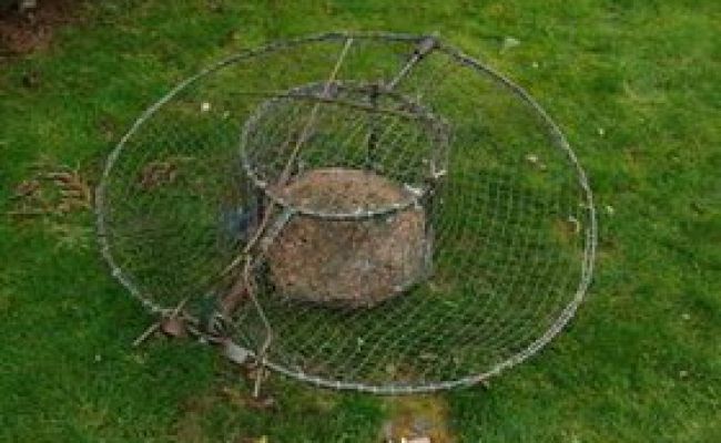 Typische Habichtfangkörbe